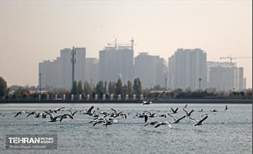 کوچ پرندگان مهاجر به دریاچه شهدای خلیج‌فارس 34