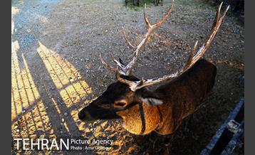 باغ راز هستی 18