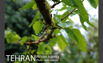 تهران بهاری 14