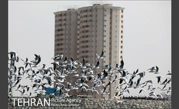 دریاچه شهدای خلیج فارس میزبان کاکاهای مهاجر 12