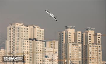 پرندگان مهاجر دریاچه چیتگر 22