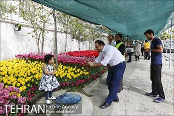 پیاده راه لاله برای مادران 17