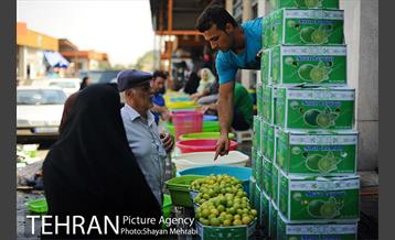 بازار میوه تربار مرکزی 22