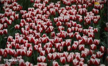 به وقت اردیبهشت؛ باغ ایرانی 9