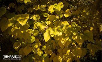 گذرگاه های پاییزی پایتخت - باغ فردوس  8