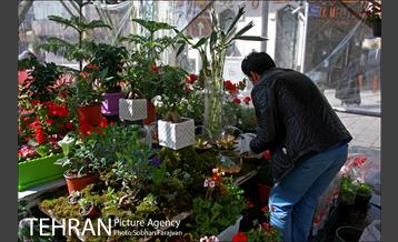 نمایشگاه گل و گیاه نوروزی در پیاده راه ۱۷ شهریور