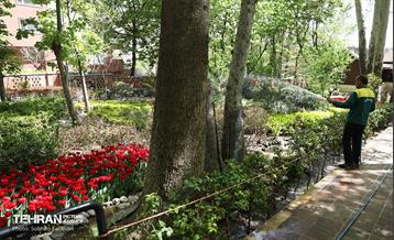 باغ ایرانی میزبان لاله‌ها 8