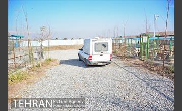 رهاسازی 150 قلاده سگ بدون صاحب  9