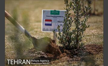 مراسم کاشت درخت صلح و دوستی 34