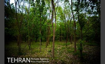باغ گیاه‌شناسی ملی ایران 26