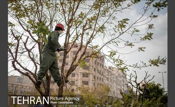 آغاز فصل هرس درختان 28