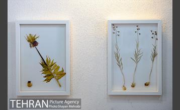 موزه گیاه شناسی دارآباد 11