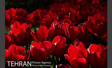 رویش گل های لاله در بوستان گفتگو 2