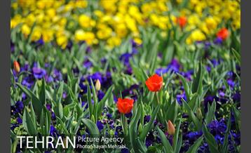 رویش گل های لاله در پارک شهر 4