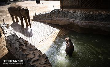 «مایسا» یکساله شد 22