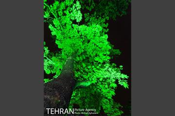 نورپردازی درختان بلوار میرداماد 16