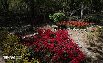 باغ ایرانی میزبان لاله‌ها 33