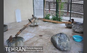 باغ پرندگان تهران 40