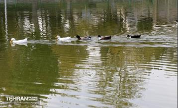 گردهمایی خانواده شهرداری منطقه ۱۶ در بوستان بعثت 11