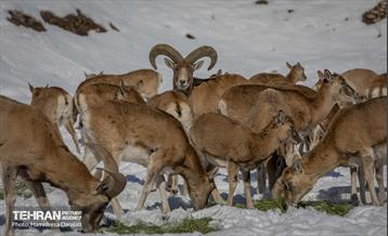 حیات وحش تهران  20