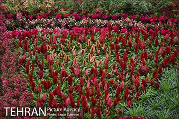 شانزدهمین نمایشگاه گل و گیاه تهران 28