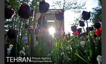 باغ ایرانی (بوستان مهندس مختاری) 19