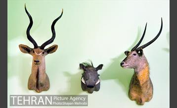 موزه حیات وحش هفت چنار 20