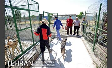 نقاهتگاه سگ های بدون صاحب واقع در آراد کوه 20