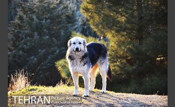 رهاسازی 150 قلاده سگ بدون صاحب  34