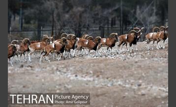 پاییز در میشه زار بوستان جنگلی چیتگر 12