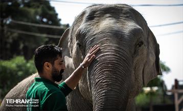 «مایسا» یکساله شد 15