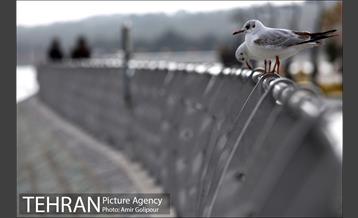 دریاچه شهدای خلیج فارس میزبان کاکاهای مهاجر 11