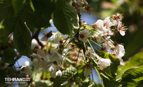 دومین جشنواره شکوفه‌های گیلاس 37