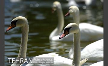باغ پرندگان 39