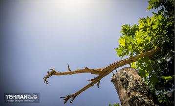 جان دوباره در درختستان 26