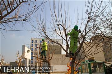 عملیات هرس درختان درمعابر و بوستانهای مناطق تهران 9