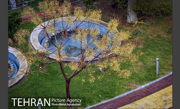 حال و هوای بارانی میدان هفت حوض  17