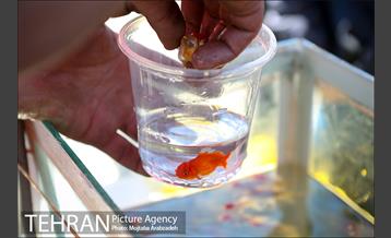 خرید لحظه آخری نوروزی 2