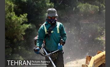 علف زنی بوستانهای تهران برای مقابله با آتش سوزی 5