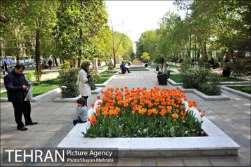 رویش گل های لاله در بوستان ملت 3