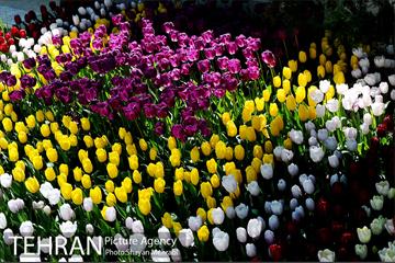 پیاده راه لاله مادران 22