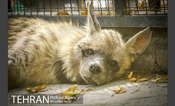 زندگی در قفس 18