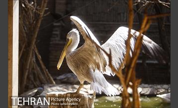 موزه طبیعت و حیات وحش دارآباد 40