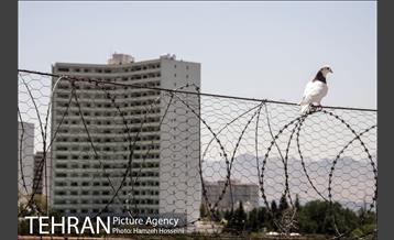 باغ پرندگان تهران 31