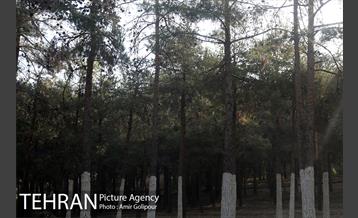 بازدید رئیس شورای شهر تهران از بوستان جنگلی چیتگر 18