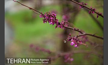 طبیعت بهاری پارک جنگلی لویزان‎  21