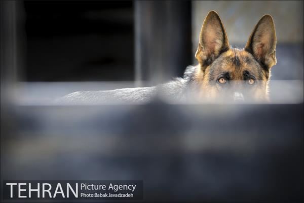 سگ های آنست 17