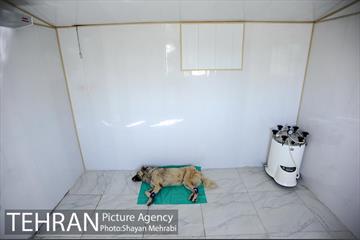 نقاهتگاه سگ های بدون صاحب واقع در آراد کوه 35
