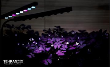 بیستمین نمایشگاه بین‌المللی گل و گیاه 22