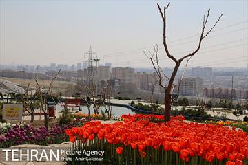 باغ گل لاله های ایرانی در بوستان آبشار تهران‎ 1